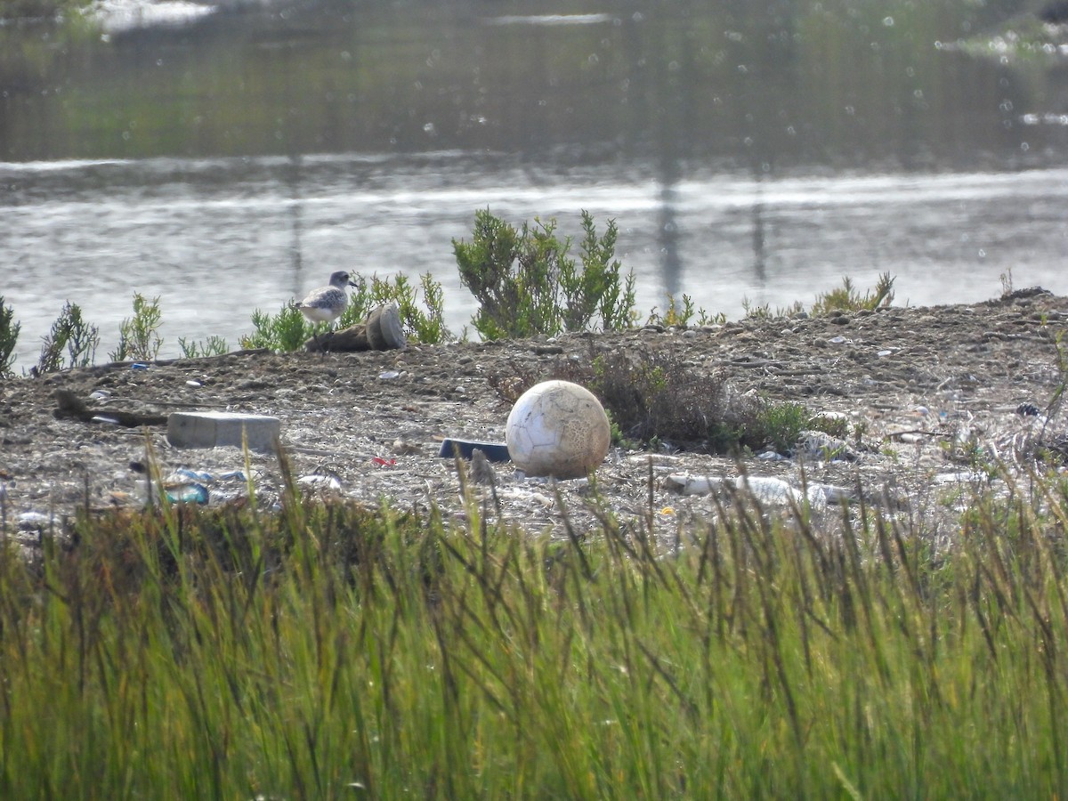 Black-bellied Plover - ML642637389