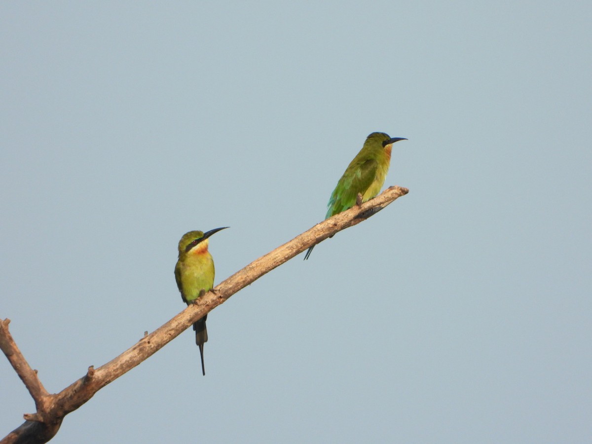 Blue-tailed Bee-eater - ML642637396