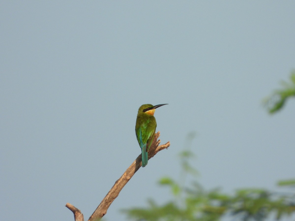 Blue-tailed Bee-eater - ML642637397