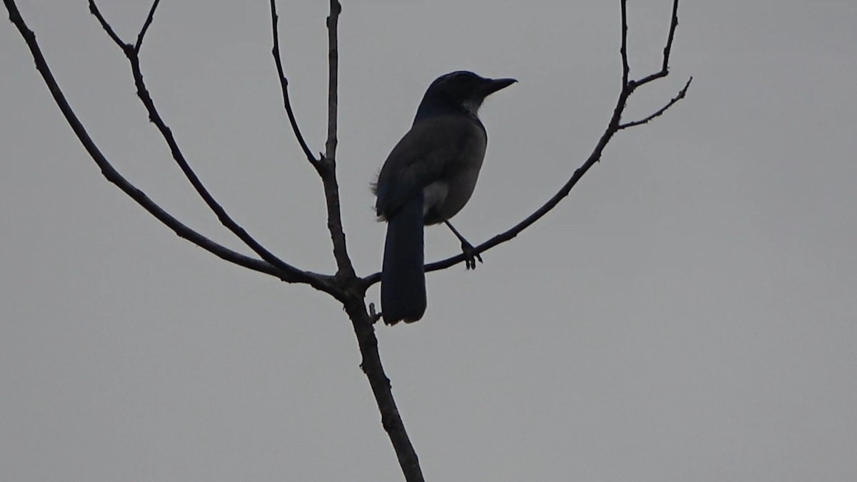 California Scrub-Jay - ML642637398