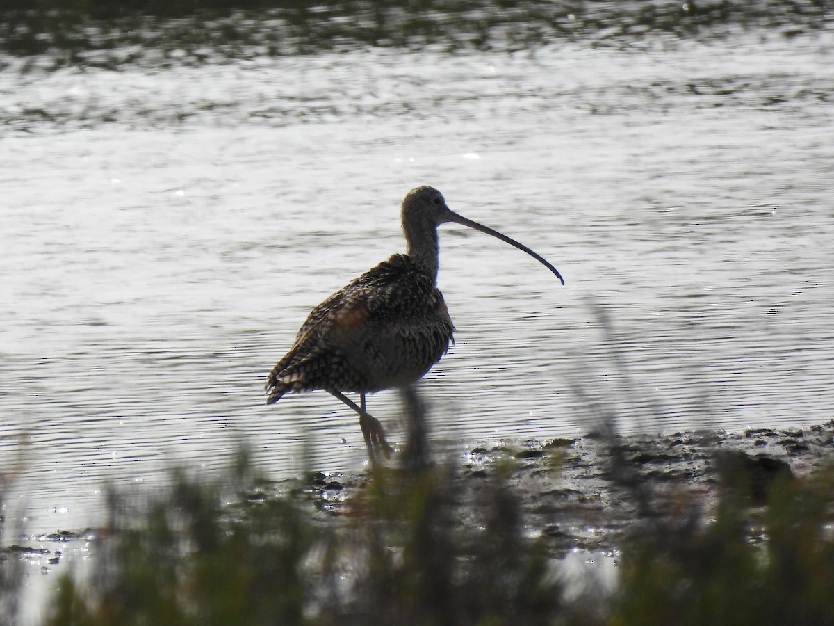 Long-billed Curlew - ML642637400