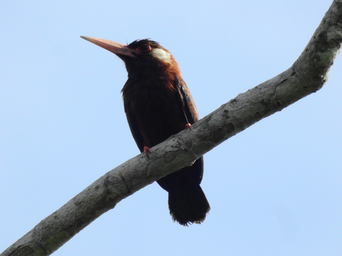White-eared Jacamar - ML642637405