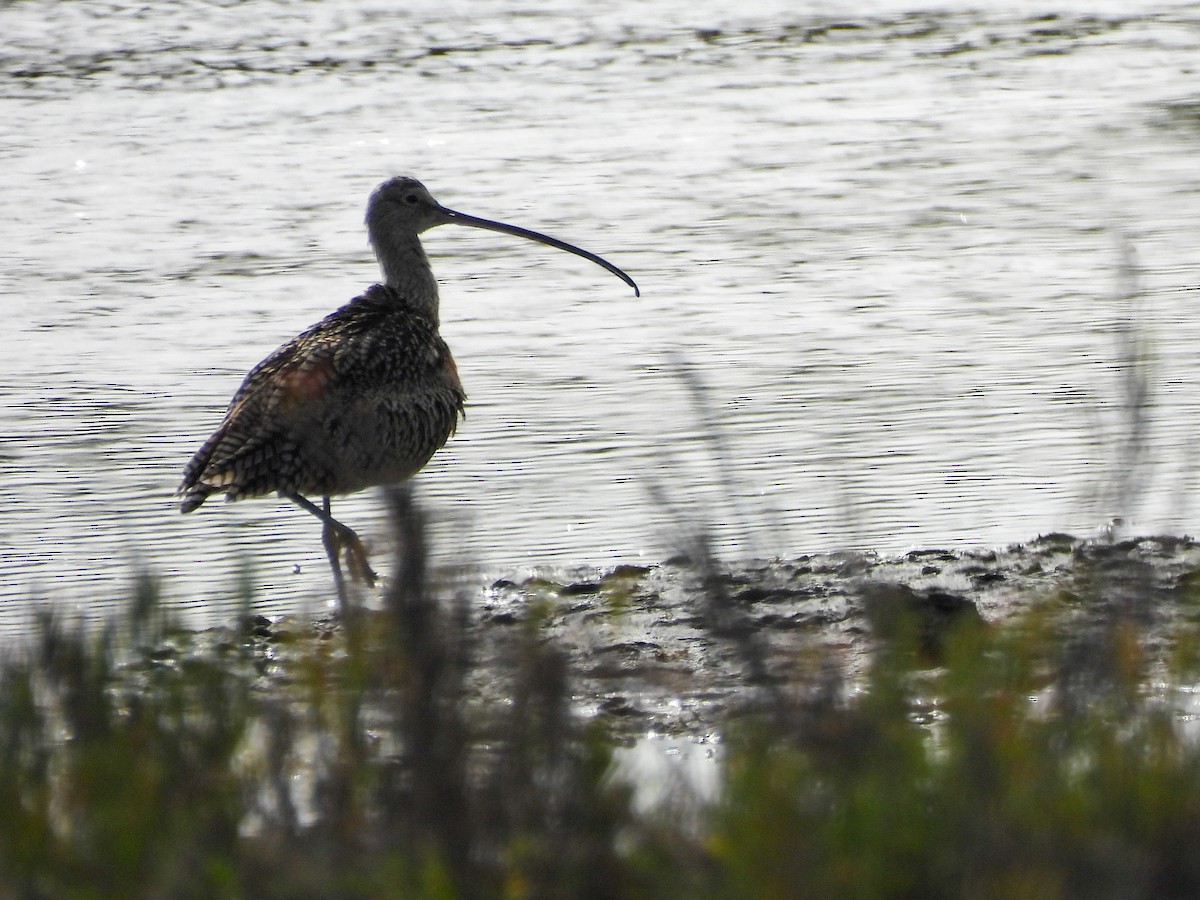 Long-billed Curlew - ML642637412
