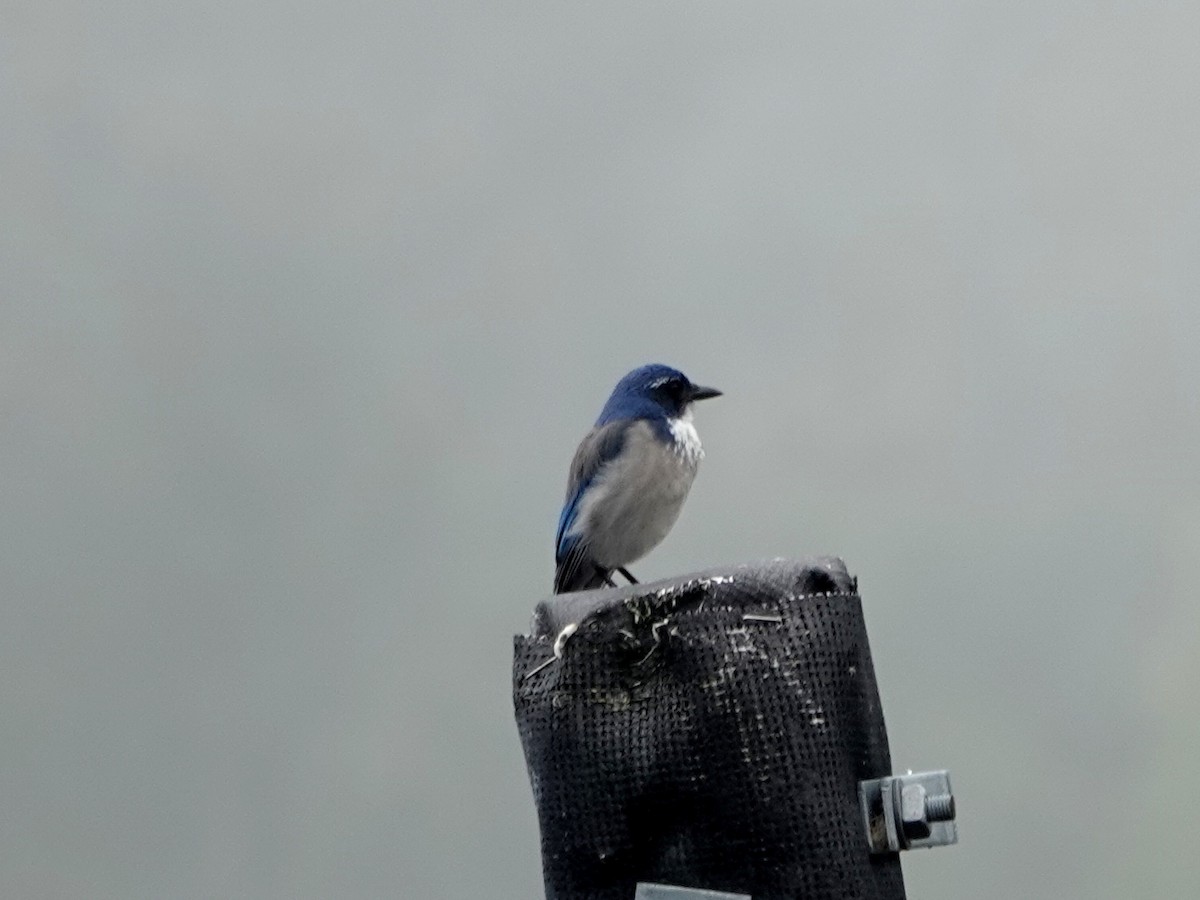 California Scrub-Jay - ML642637428