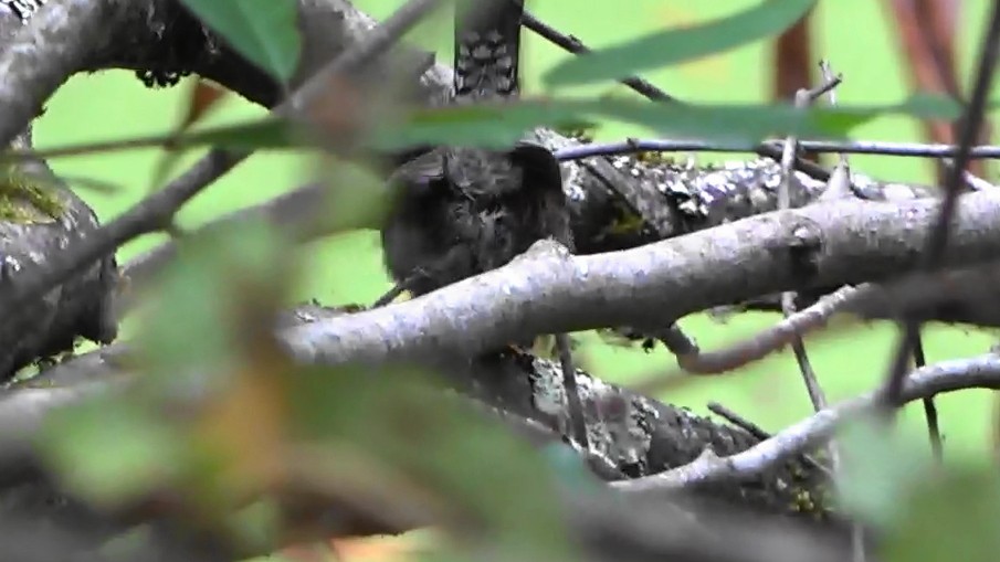 Bewick's Wren - ML642637434