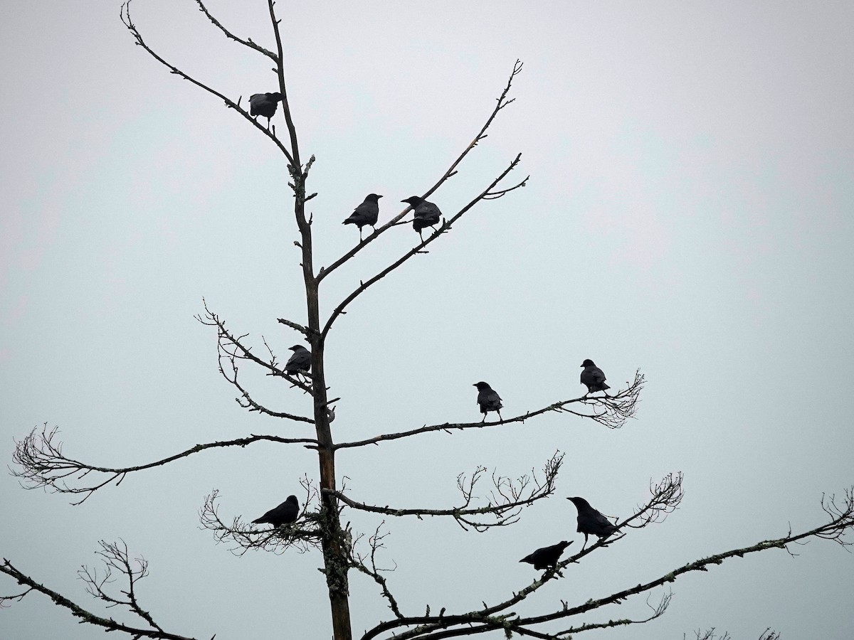American Crow - ML642637437