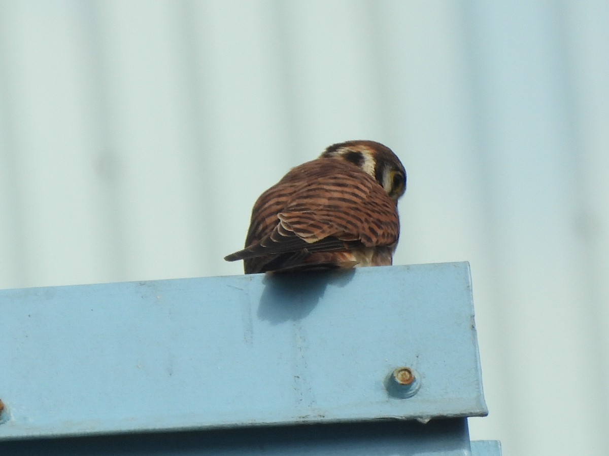 American Kestrel - ML642637439