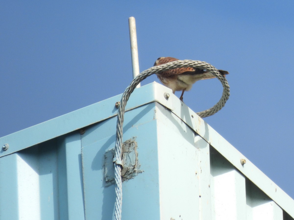American Kestrel - ML642637442