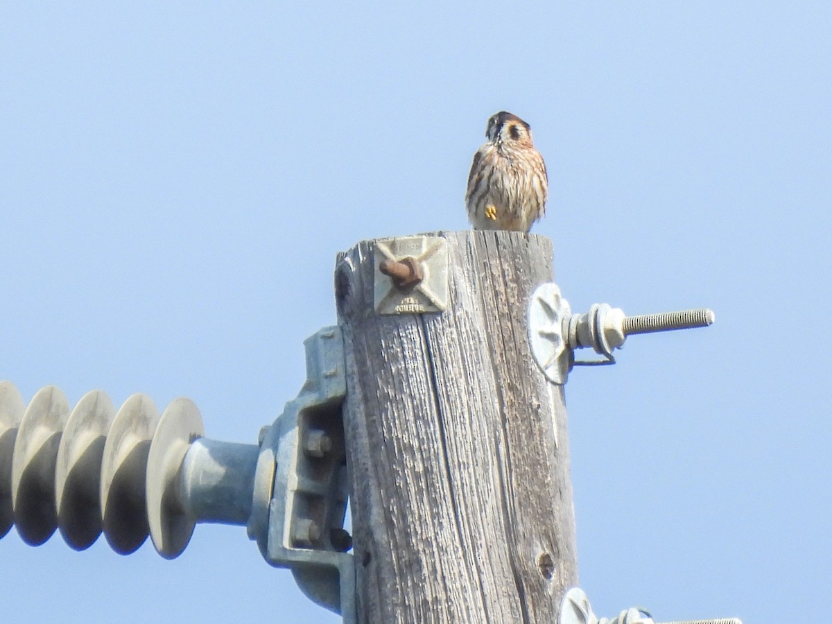 American Kestrel - ML642637451