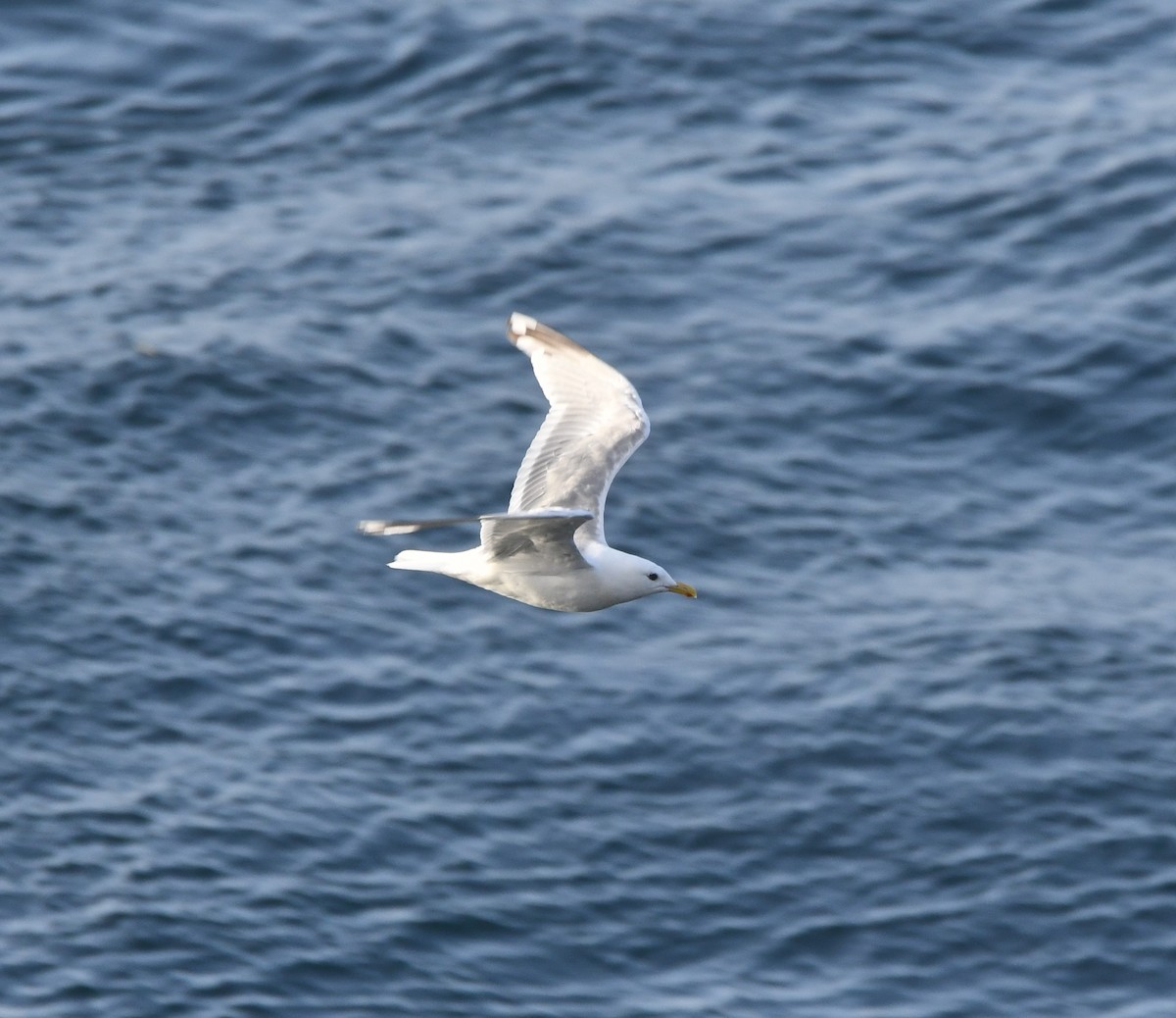 Goéland arctique (thayeri) - ML642637454