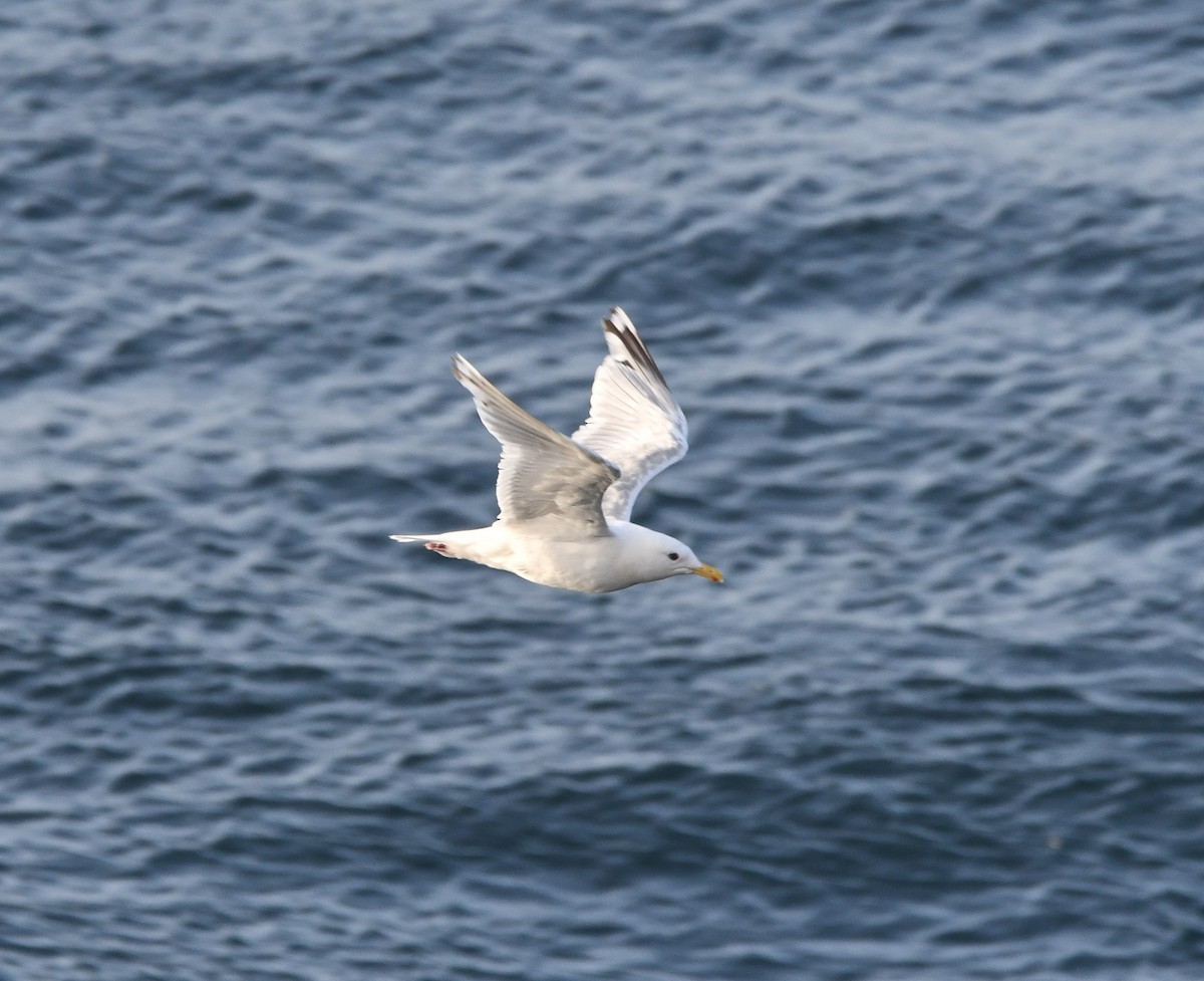 Goéland arctique (thayeri) - ML642637455