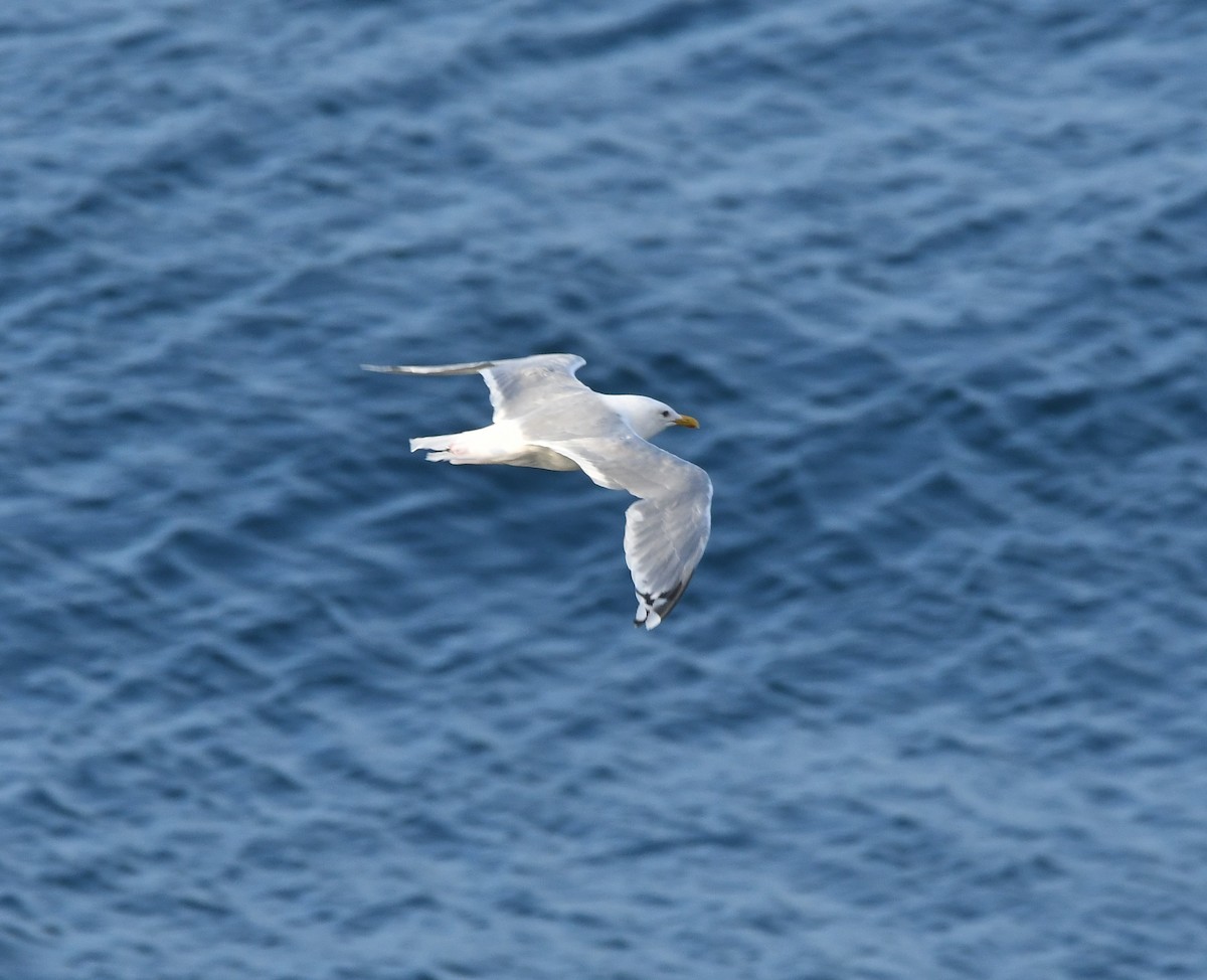 Goéland arctique (thayeri) - ML642637456