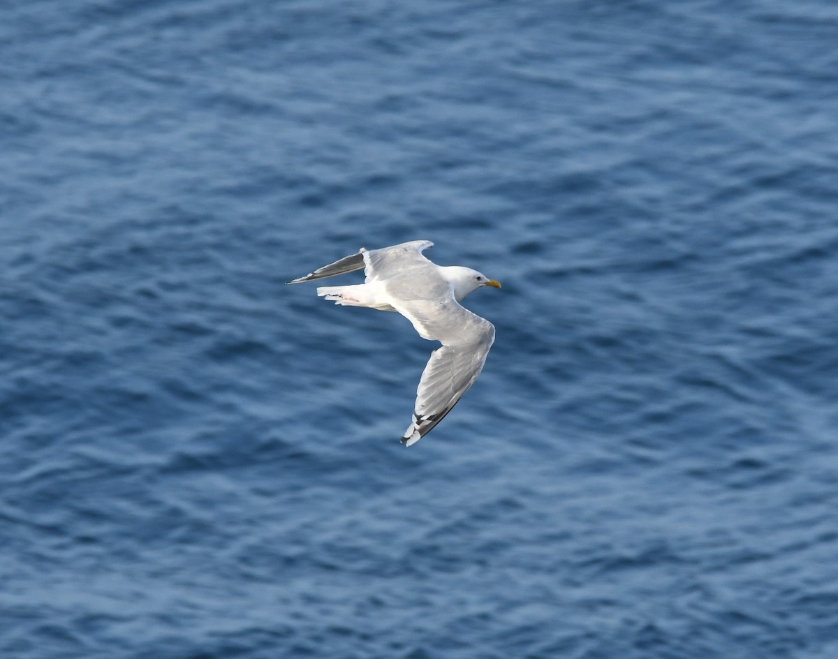 Goéland arctique (thayeri) - ML642637457