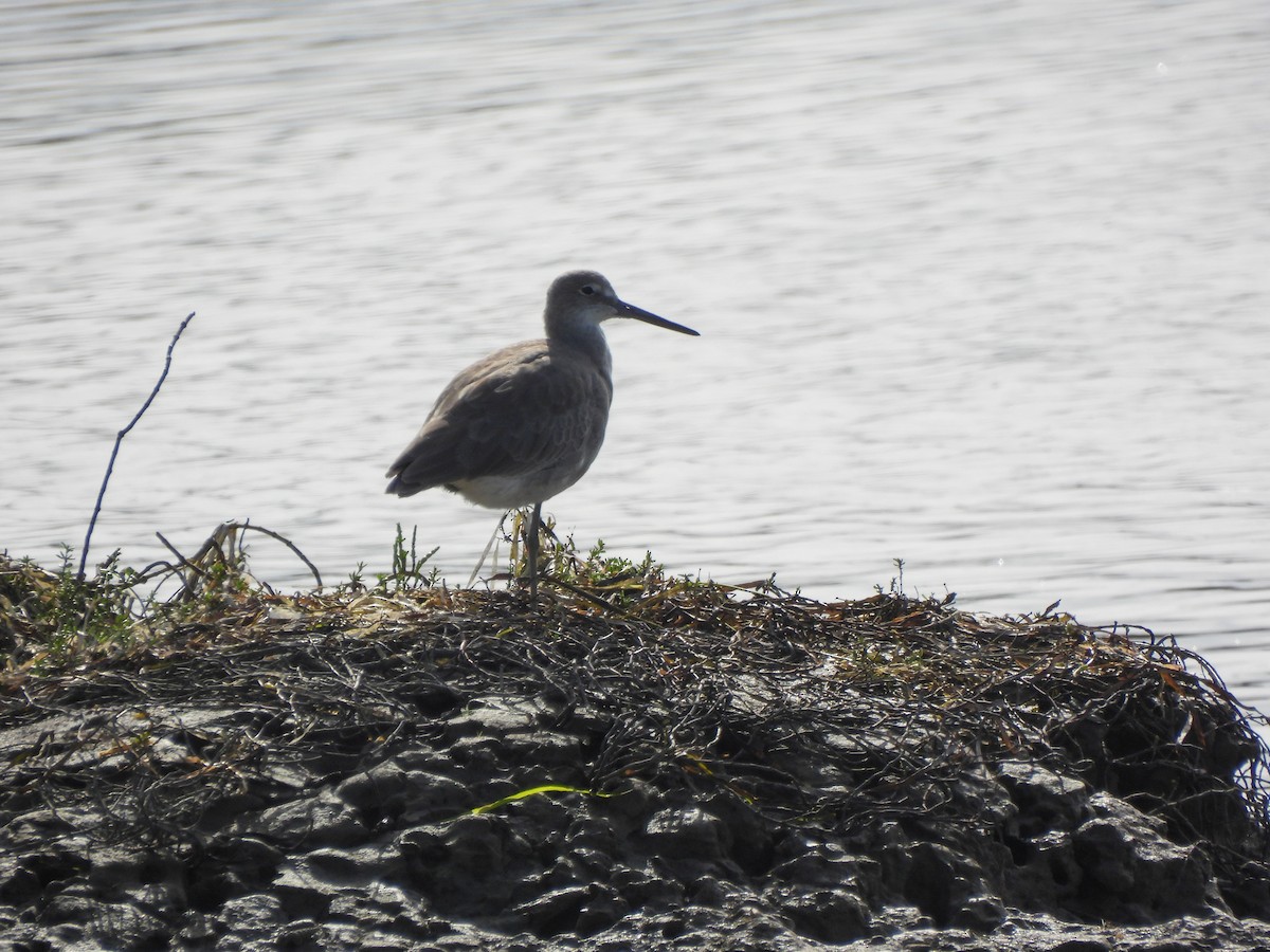 Willet - ML642637465