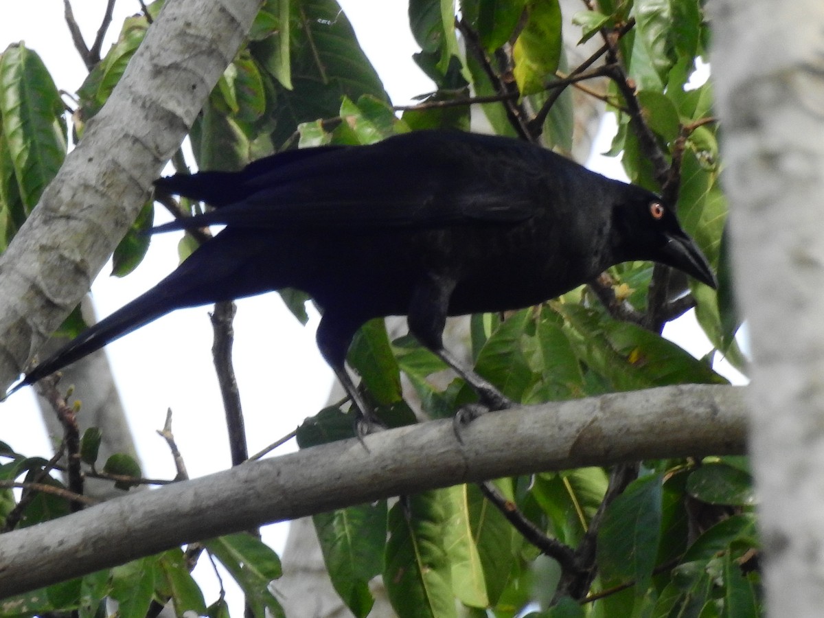 Shiny Cowbird - ML642637468