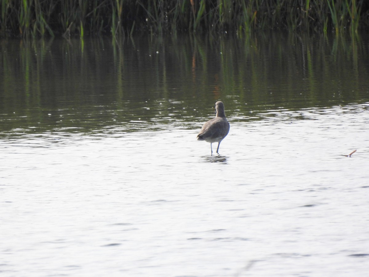 Willet - ML642637471