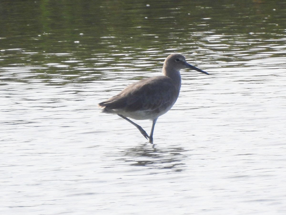 Willet - ML642637472