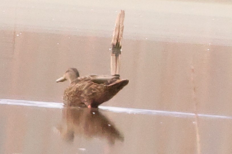 Mallard x Mexican Duck (hybrid) - ML642637482