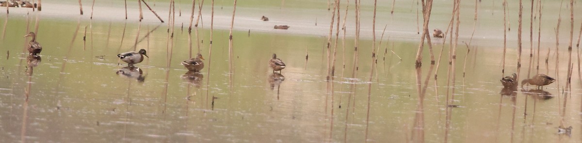 Mallard x Mexican Duck (hybrid) - ML642637483