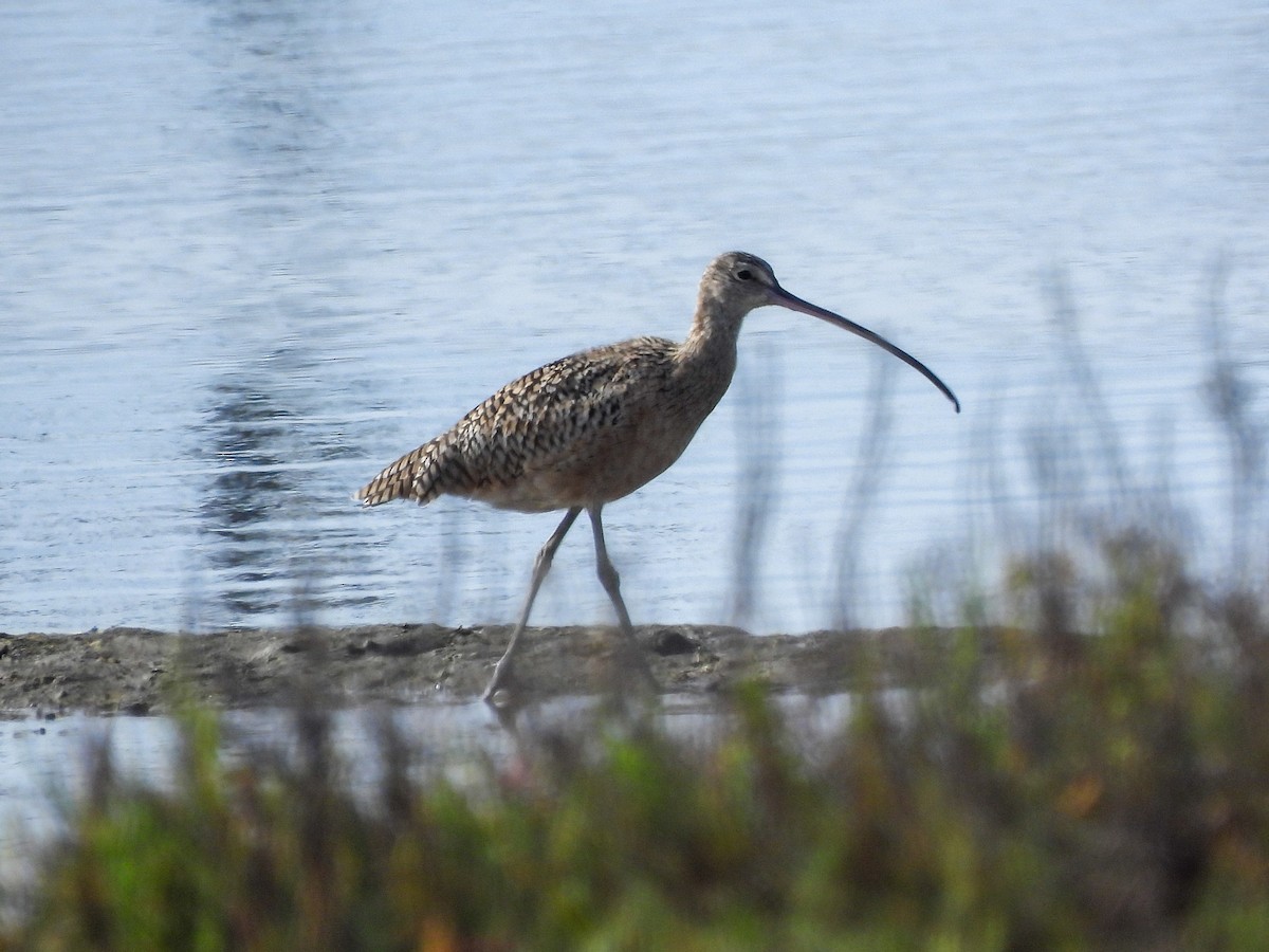 Long-billed Curlew - ML642637484