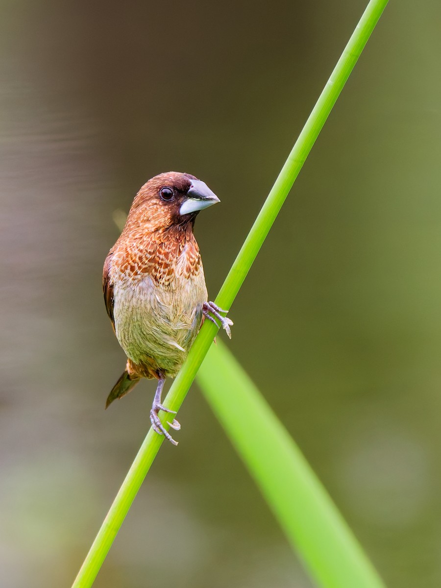 White-rumped Munia - ML642637486