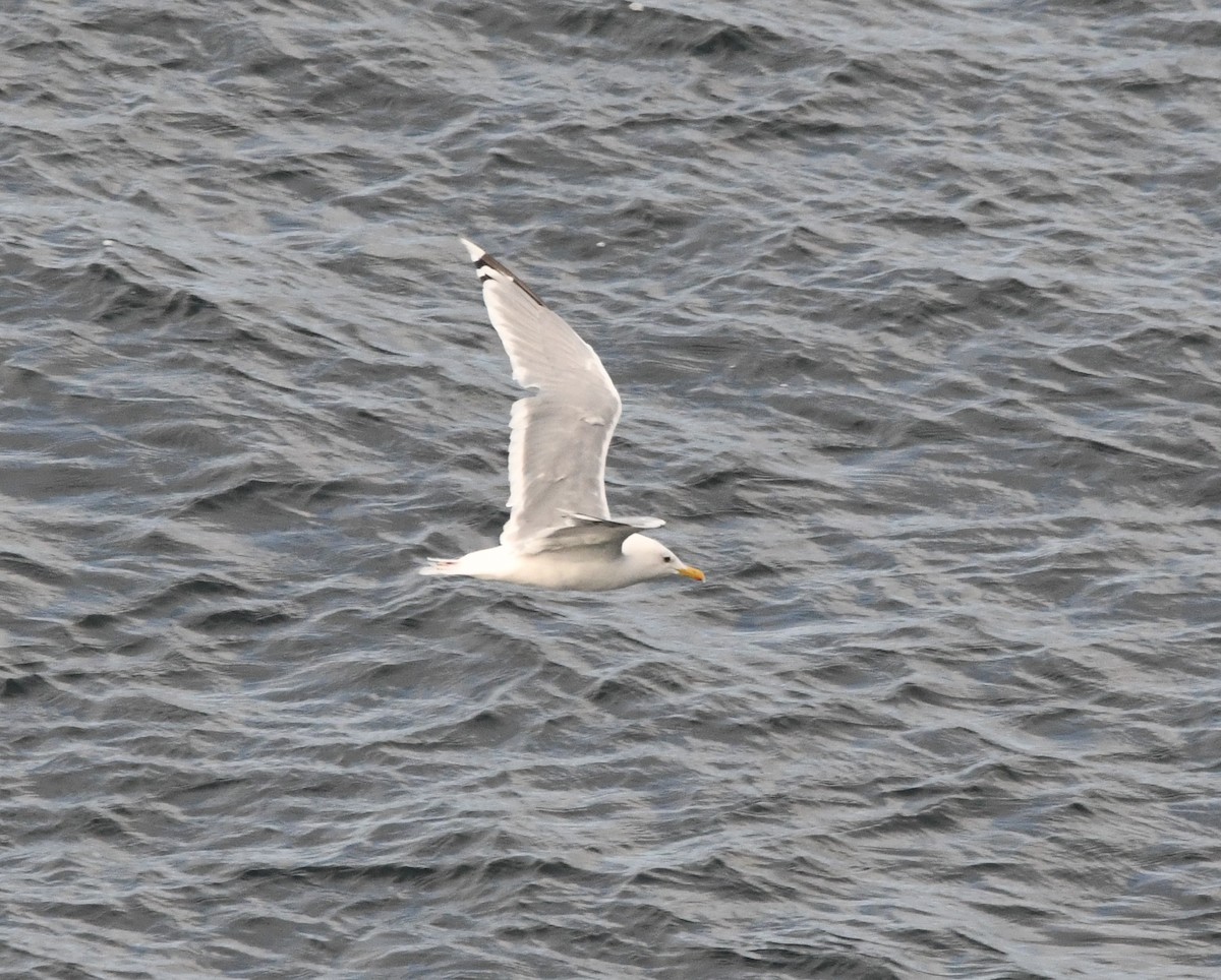 Goéland arctique (thayeri) - ML642637494