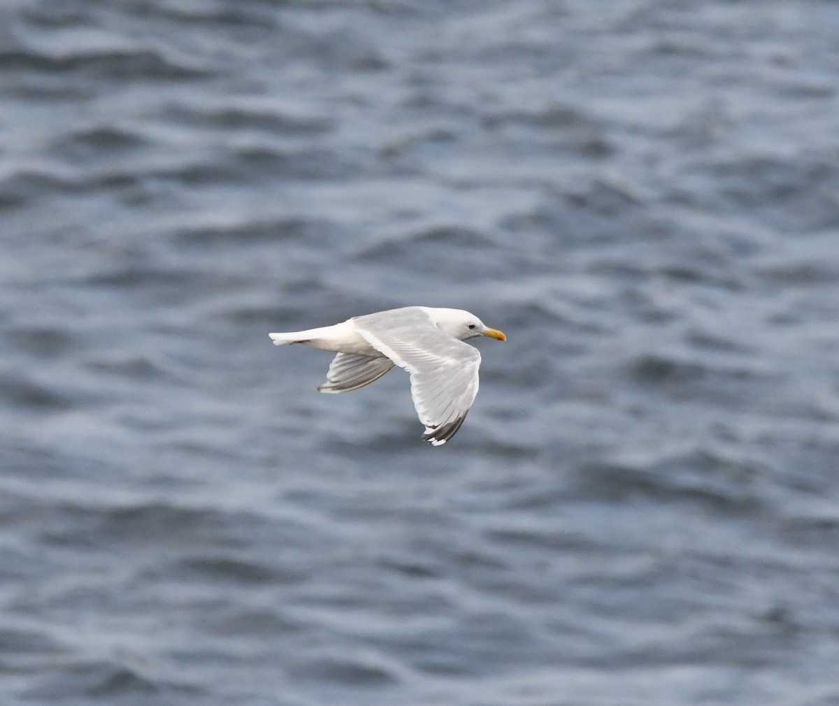 Goéland arctique (thayeri) - ML642637495