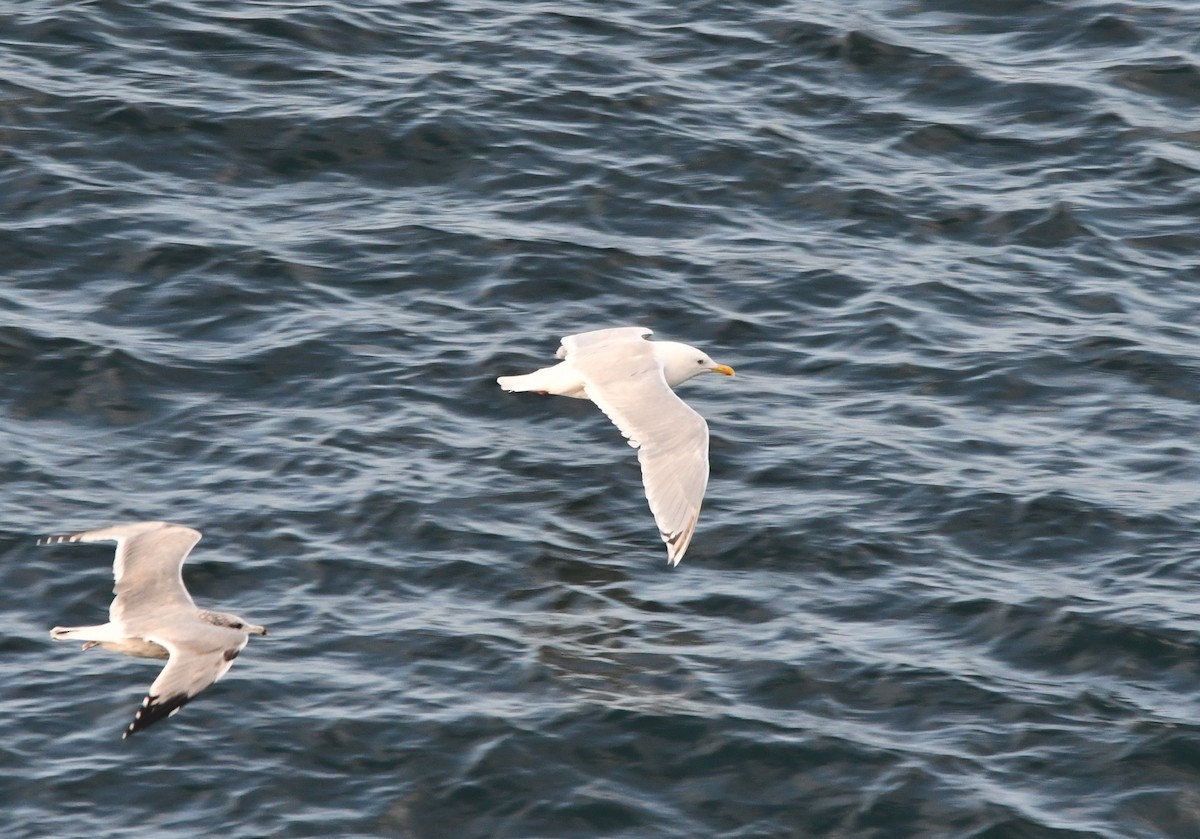 Goéland arctique (thayeri) - ML642637496