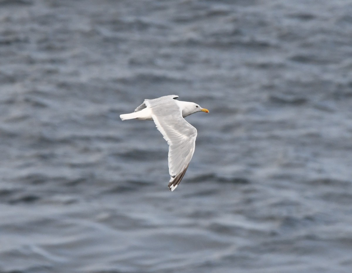Goéland arctique (thayeri) - ML642637497