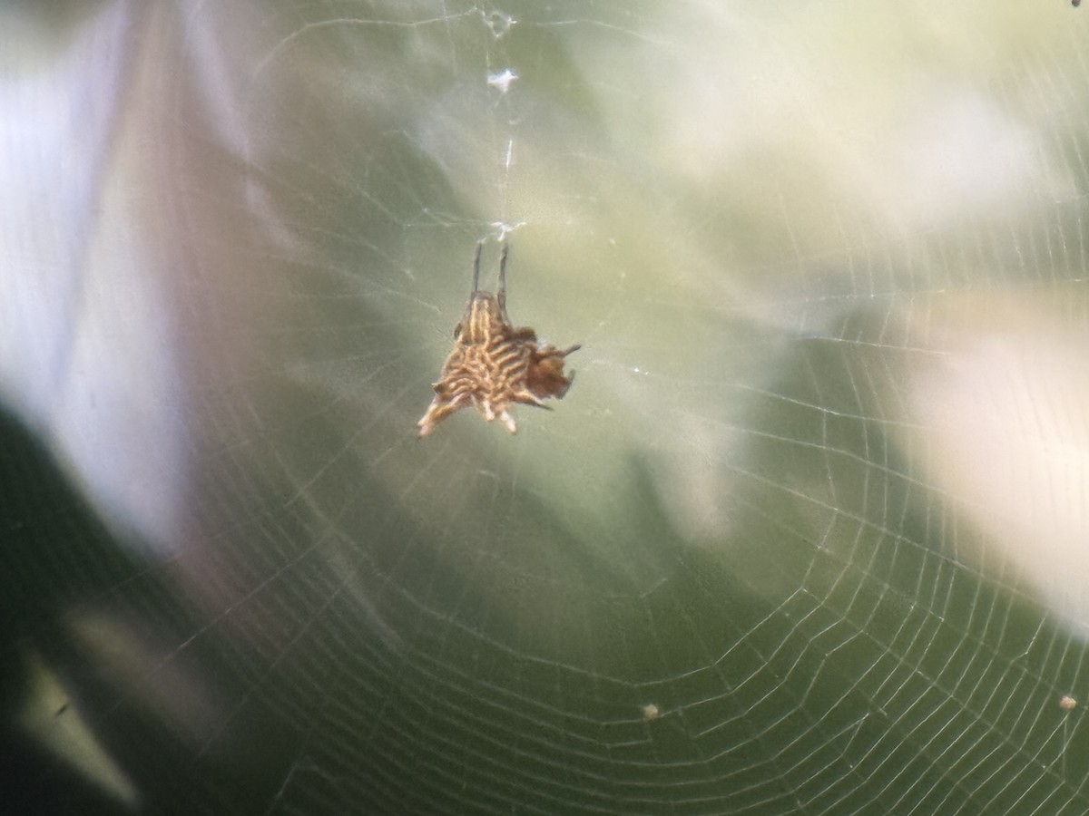 Spined Micrathena - ML642637506