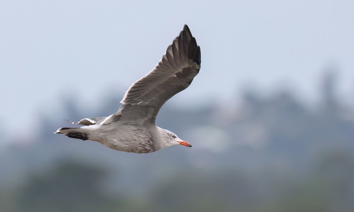 Heermann's Gull - ML642637512