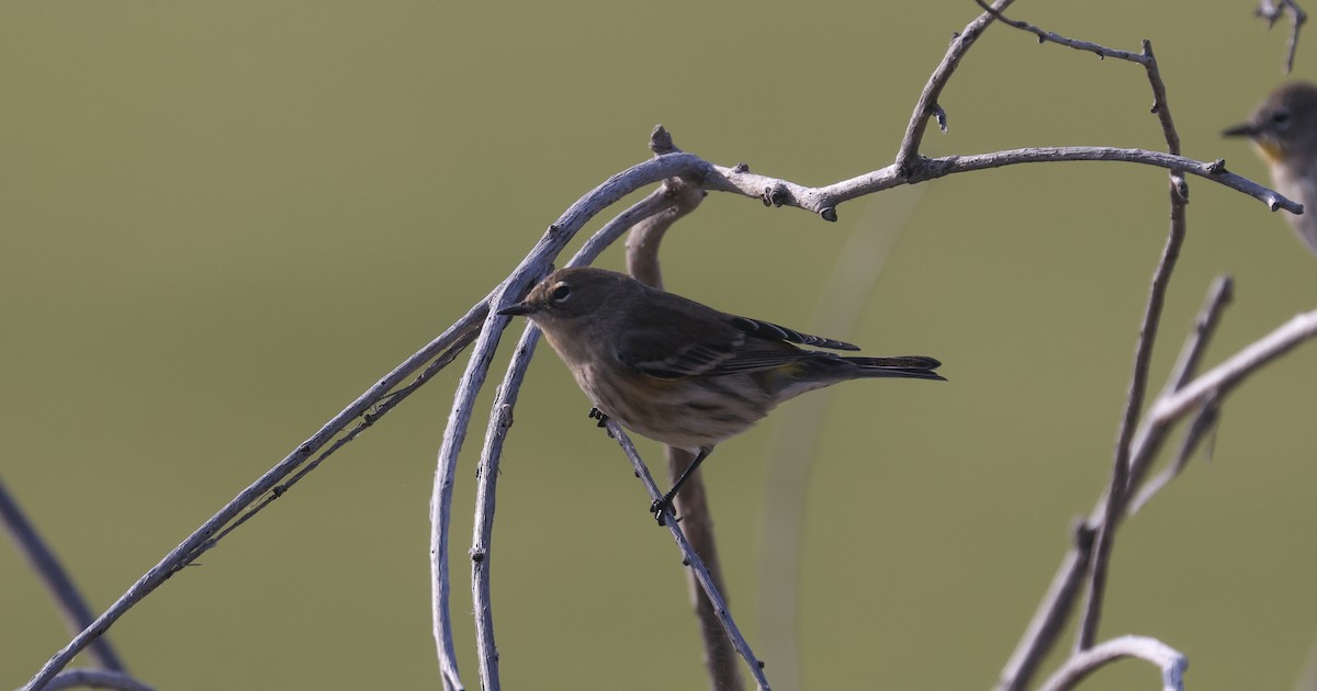 Yellow-rumped Warbler - ML642637514