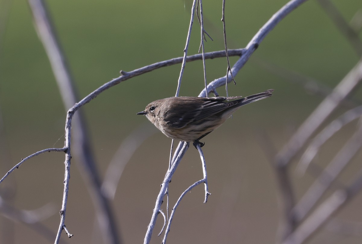 Yellow-rumped Warbler - ML642637515