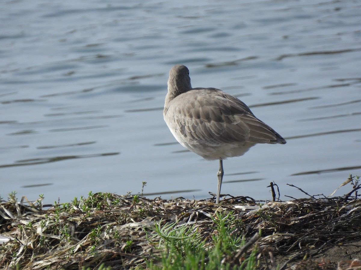 Willet - ML642637516