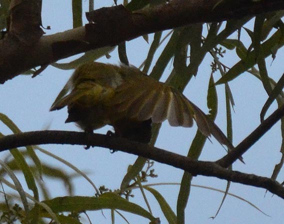 Yellow Honeyeater - ML642637521