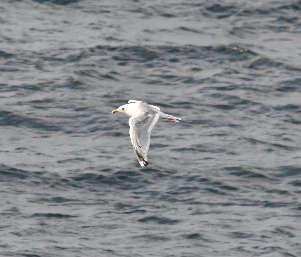 Goéland arctique (thayeri) - ML642637522
