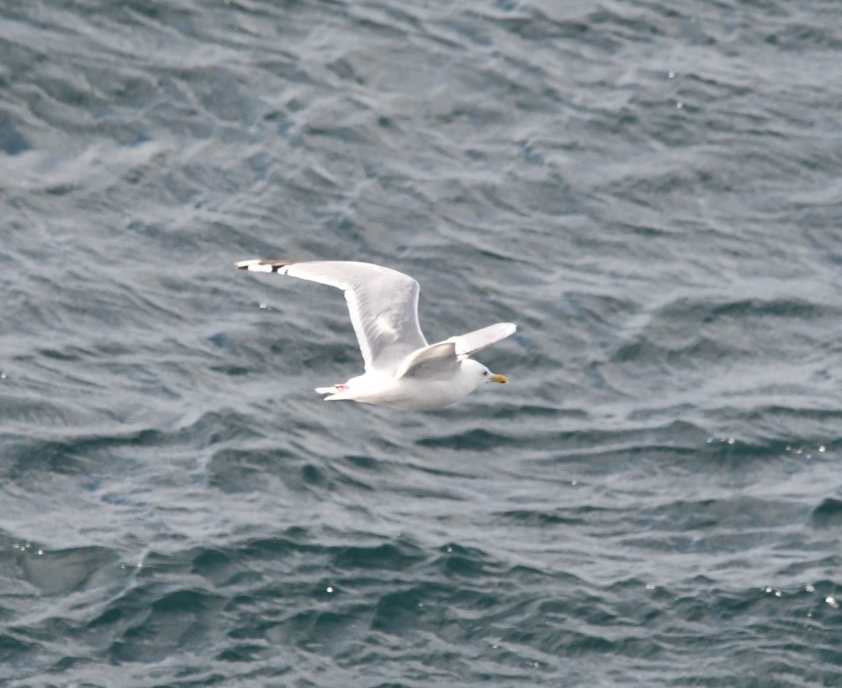Goéland arctique (thayeri) - ML642637523