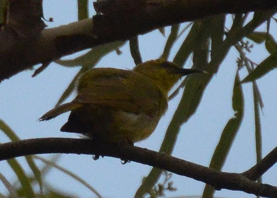 Yellow Honeyeater - ML642637525