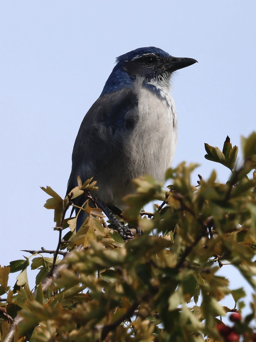 California Scrub-Jay - ML642637535