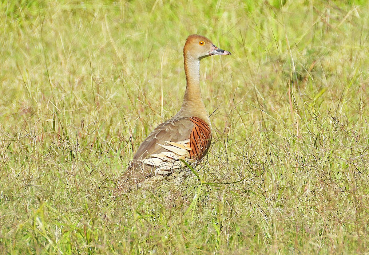Plumed Whistling-Duck - ML642637536
