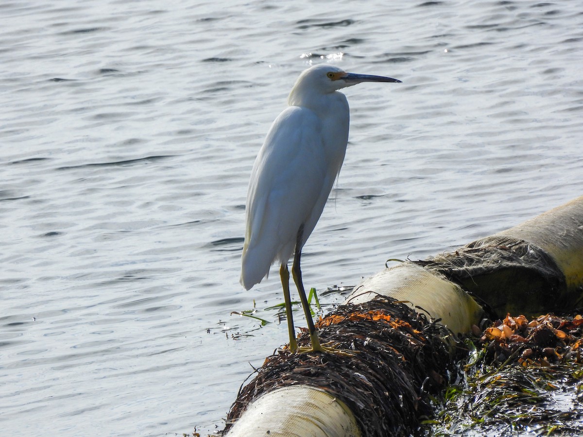 Snowy Egret - ML642637537
