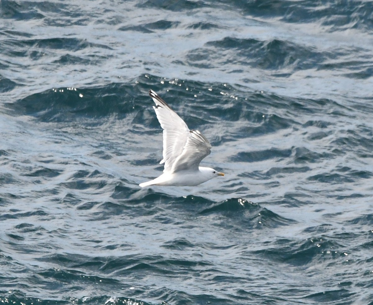Goéland arctique (thayeri) - ML642637539