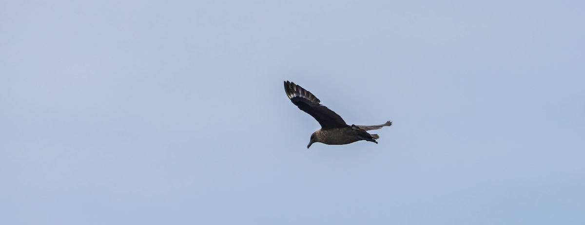 Brown Skua (Subantarctic) - ML642637542