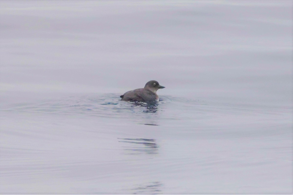 Cassin's Auklet - ML642637544