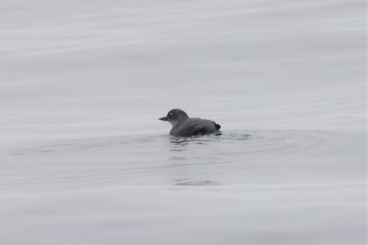 Cassin's Auklet - ML642637545