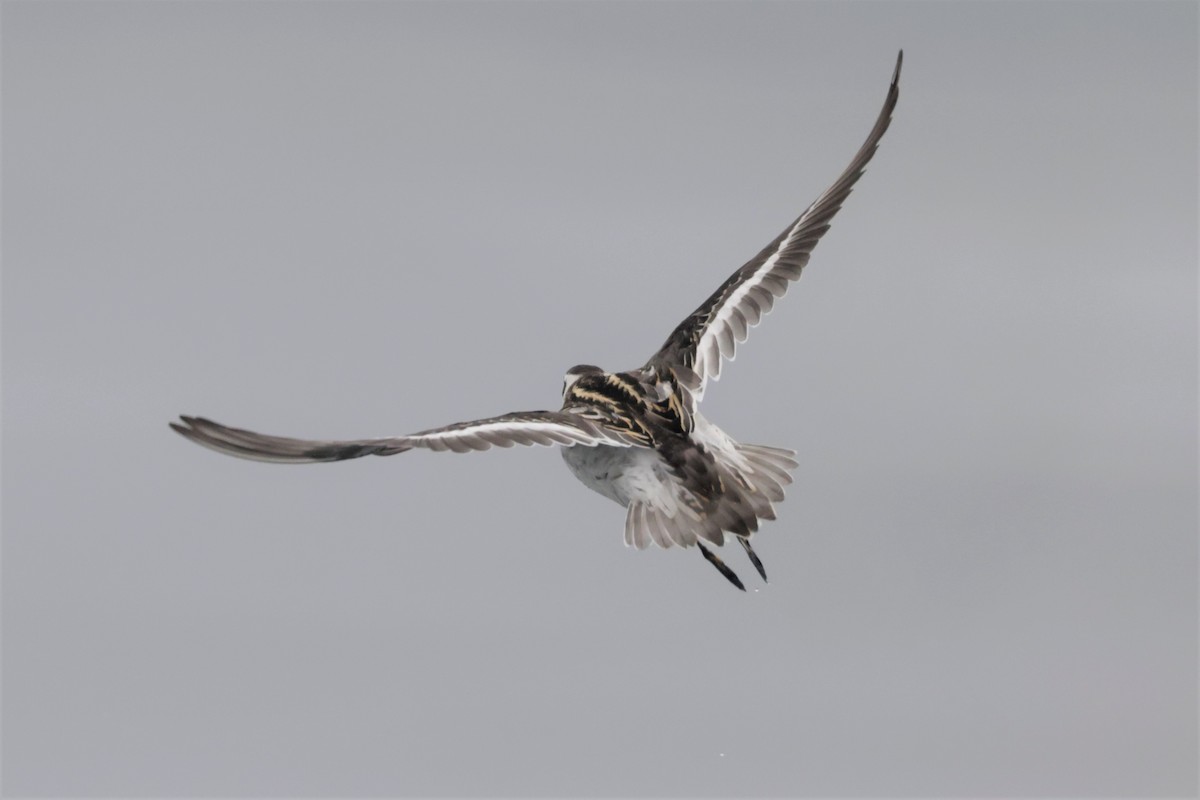 Red-necked Phalarope - ML642637549