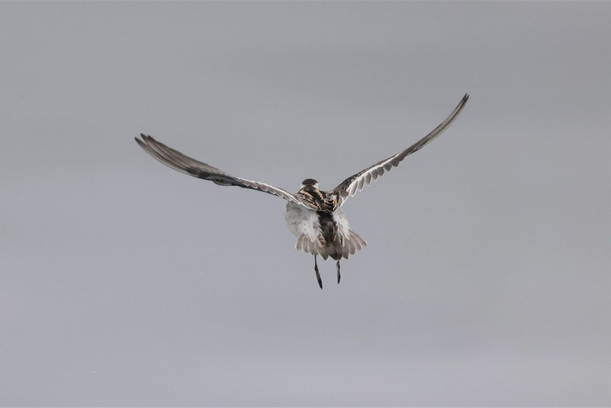 Red-necked Phalarope - ML642637550