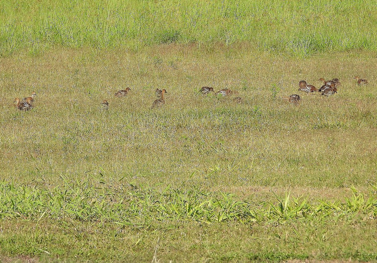 Plumed Whistling-Duck - ML642637551