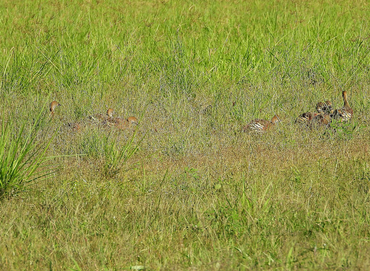 Plumed Whistling-Duck - ML642637556