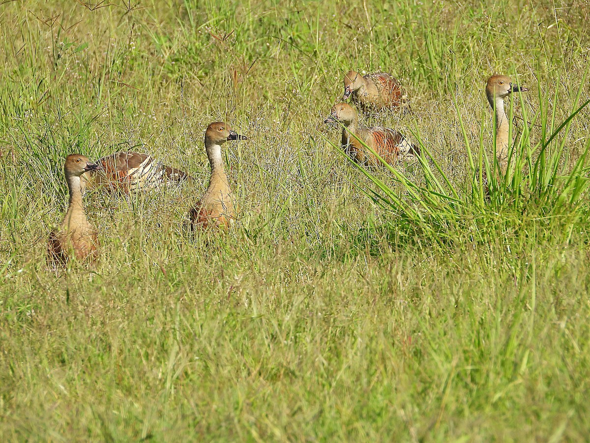 Plumed Whistling-Duck - ML642637564
